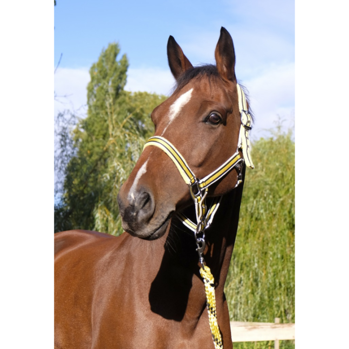 Licol equitheme ligne