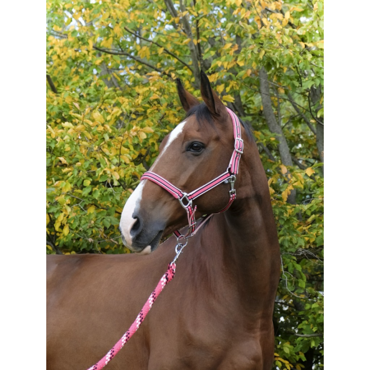 Licol equitheme ligne