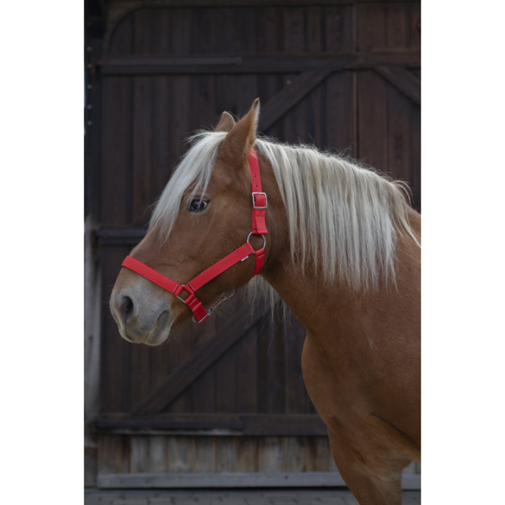 Licol norton cheval de trait