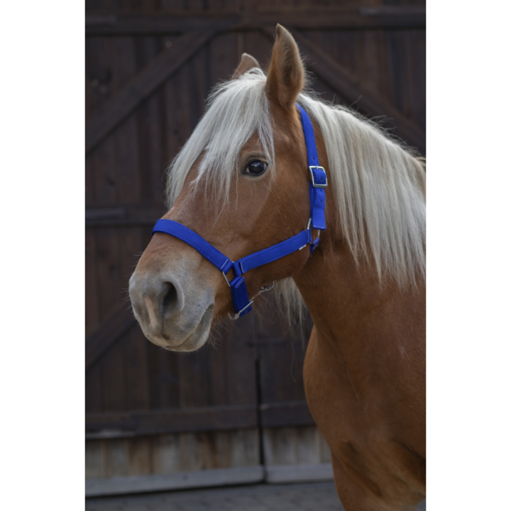 Licol norton cheval de trait