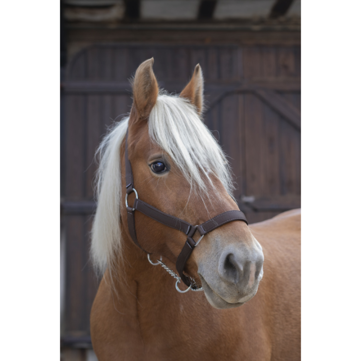 Licol norton cheval de trait