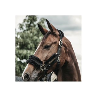 Licol nylon mouton kentucky