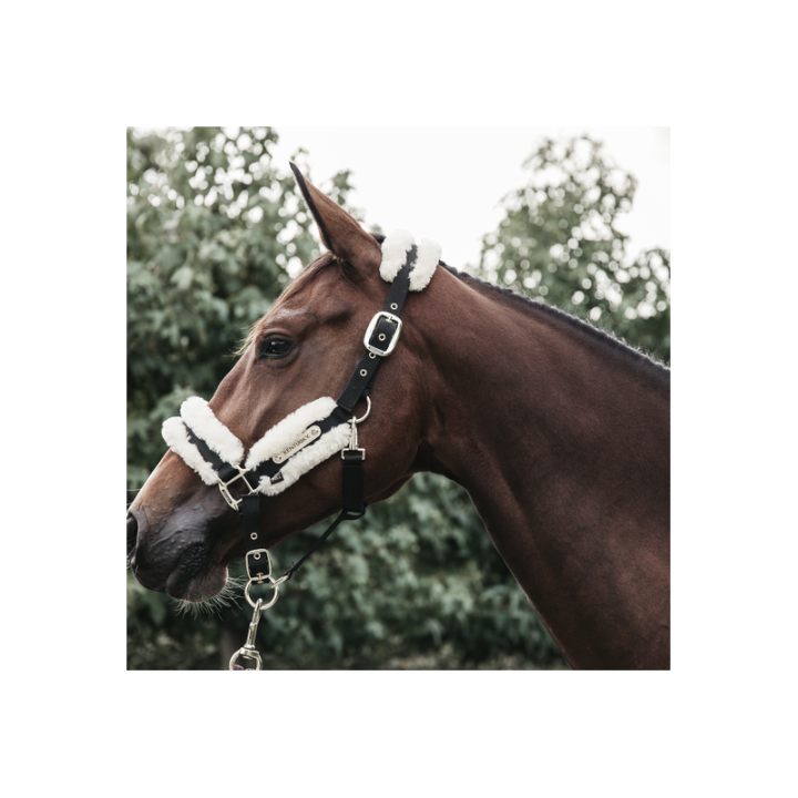 Licol nylon mouton kentucky