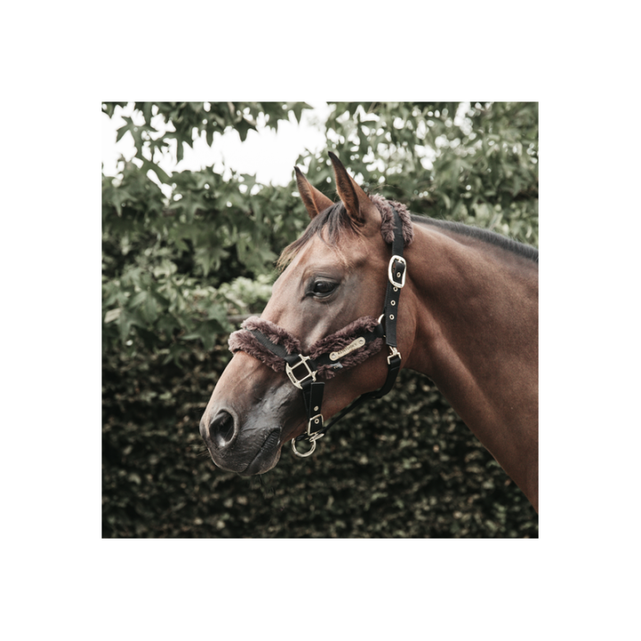 Licol nylon mouton kentucky