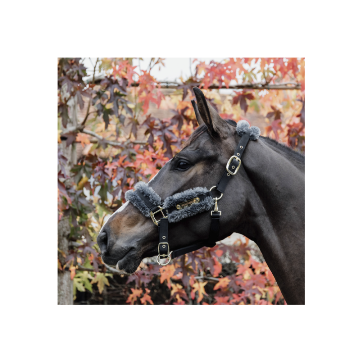 Licol nylon mouton kentucky