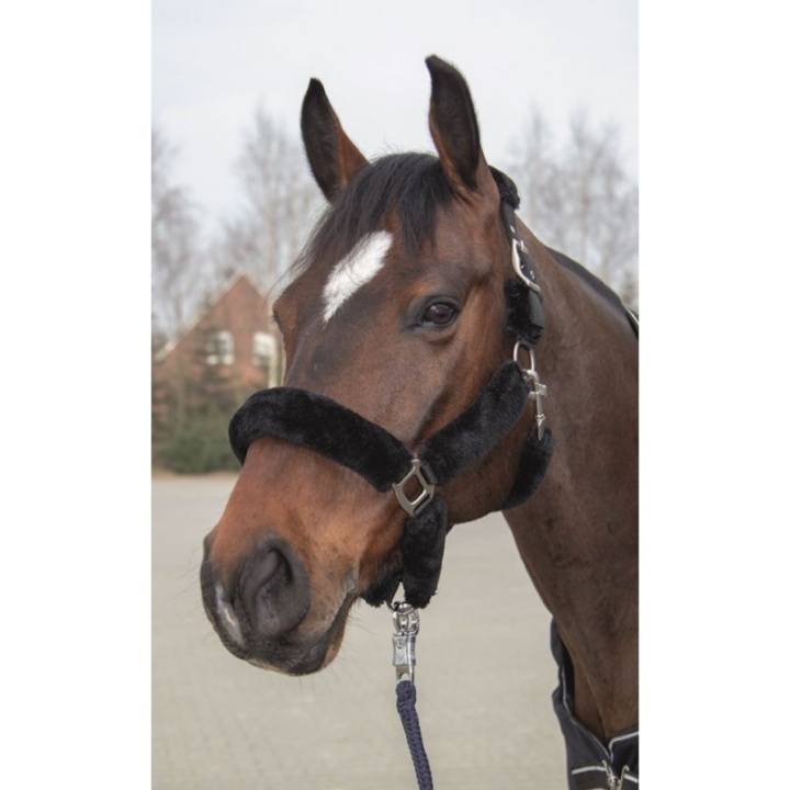 Licol rembourre teddy