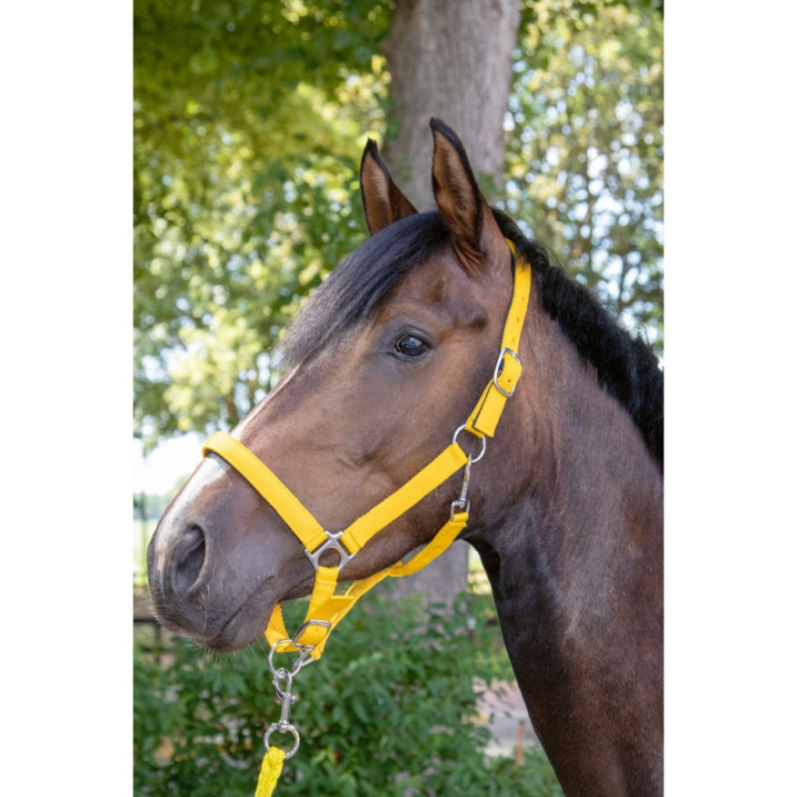 Licol stars taille pur-sang