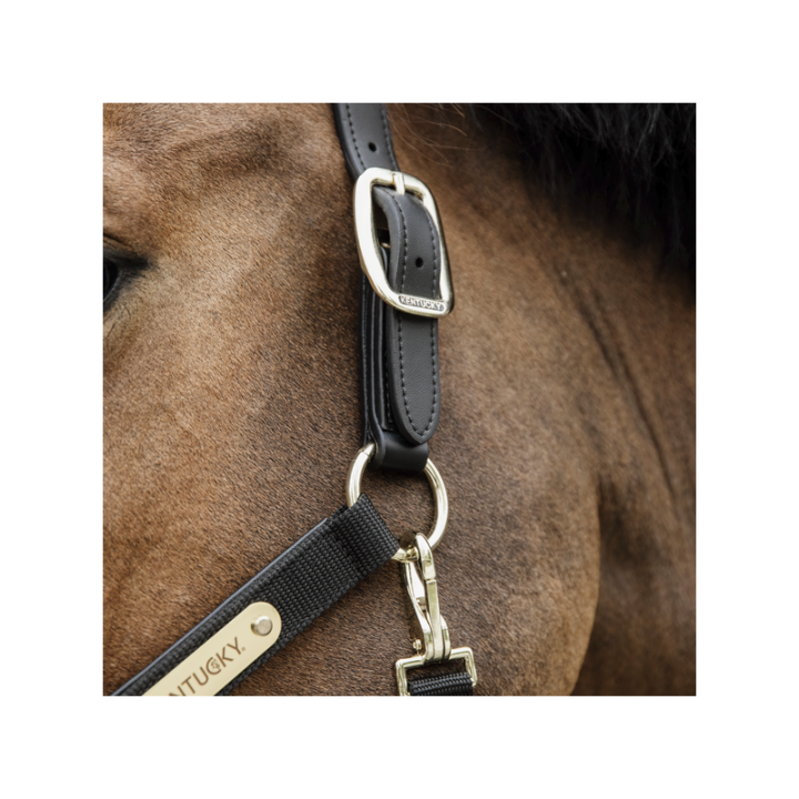 Licol anatomique nylon kentucky