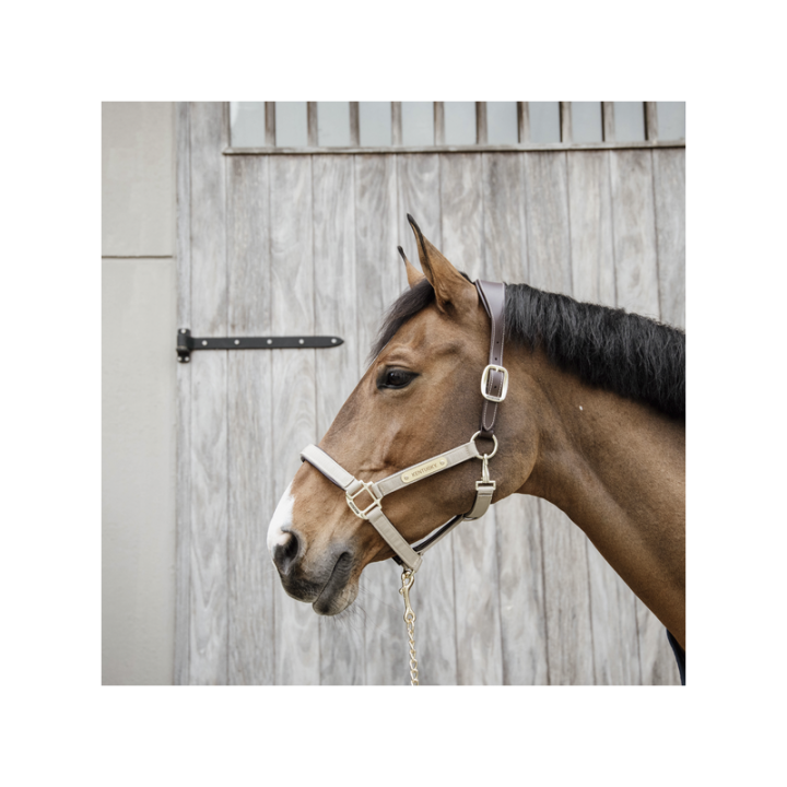 Licol anatomique nylon kentucky