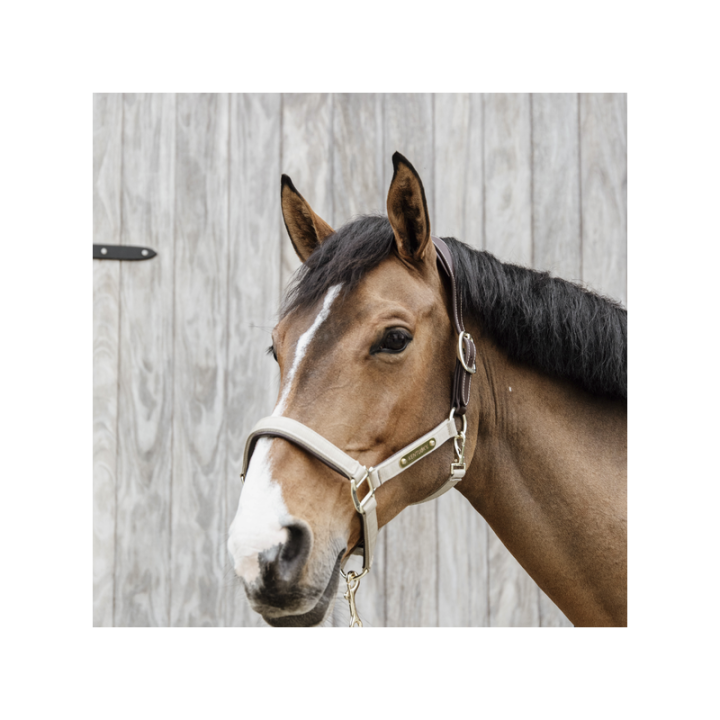 Licol anatomique nylon kentucky