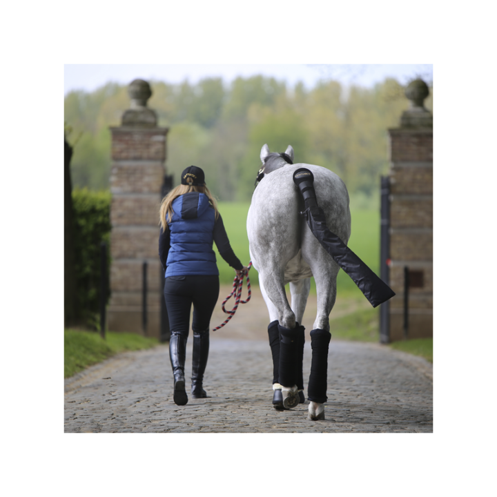Coton americain kentucky gris