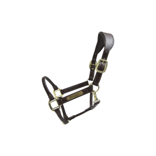 Licol anatomic kentucky