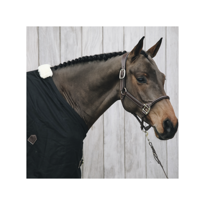 Licol anatomic kentucky