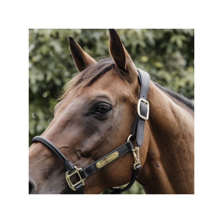 Licol anatomic kentucky