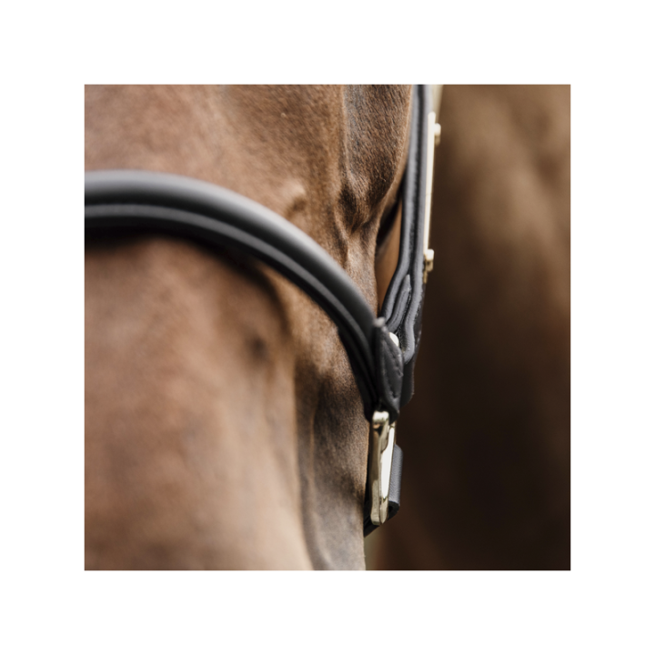 Licol anatomic kentucky