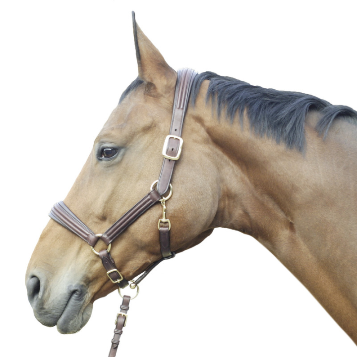 Licol boston natural line