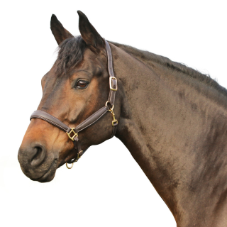 Licol oakland natural line