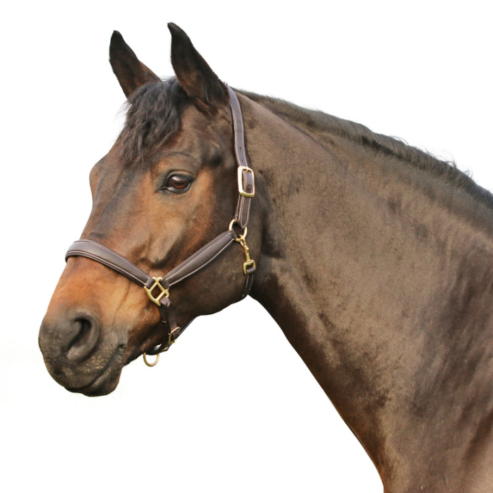 Licol oakland natural line