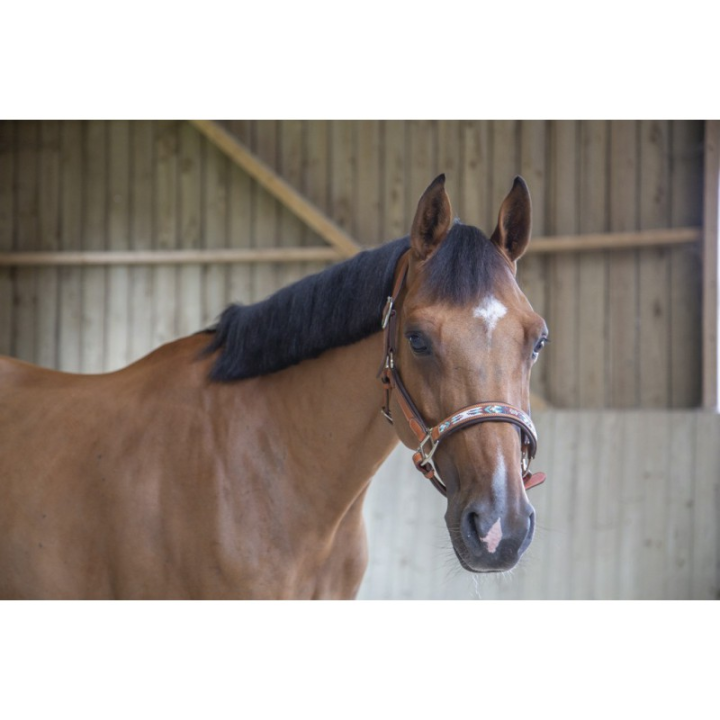 Licol cuir penelope pearl