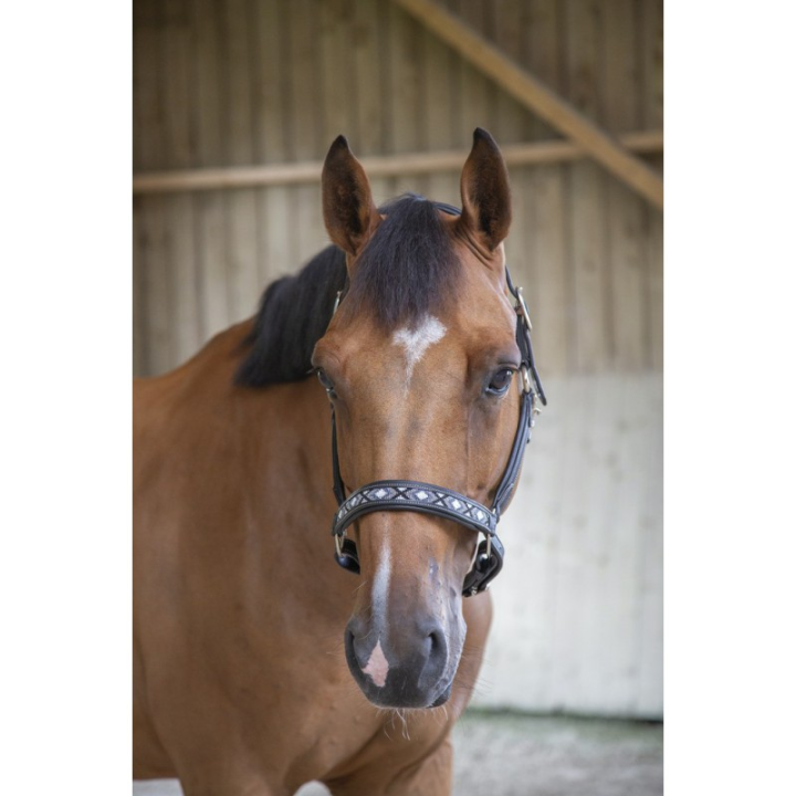 Licol cuir penelope pearl