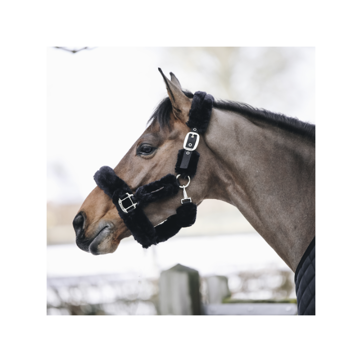 Licol transport mouton kentucky