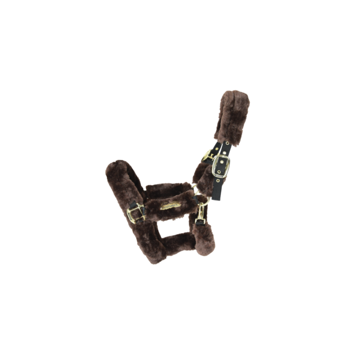 Licol transport mouton kentucky