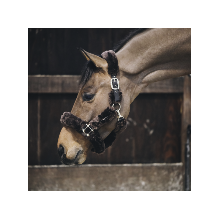 Licol transport mouton kentucky