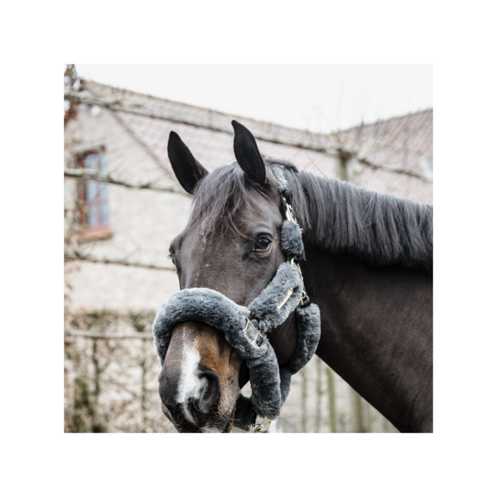 Licol transport mouton kentucky