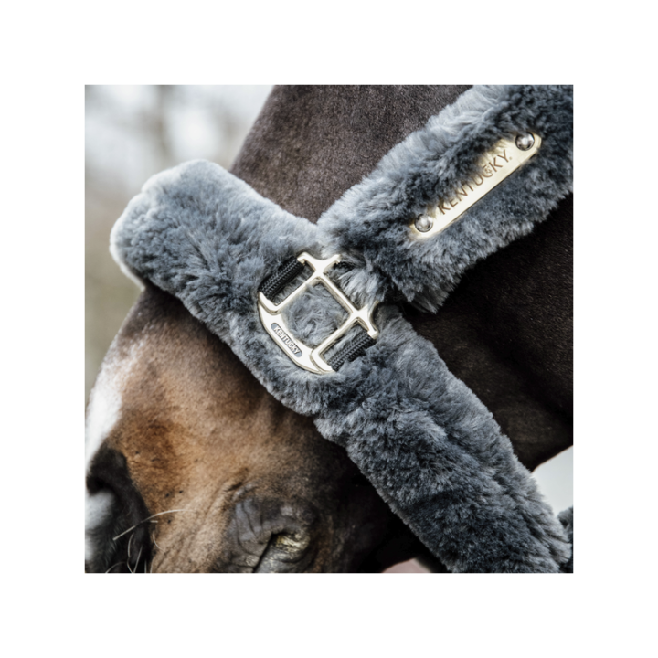 Licol transport mouton kentucky