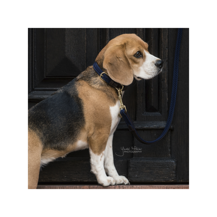 Laisse nylon tresse 1.2m