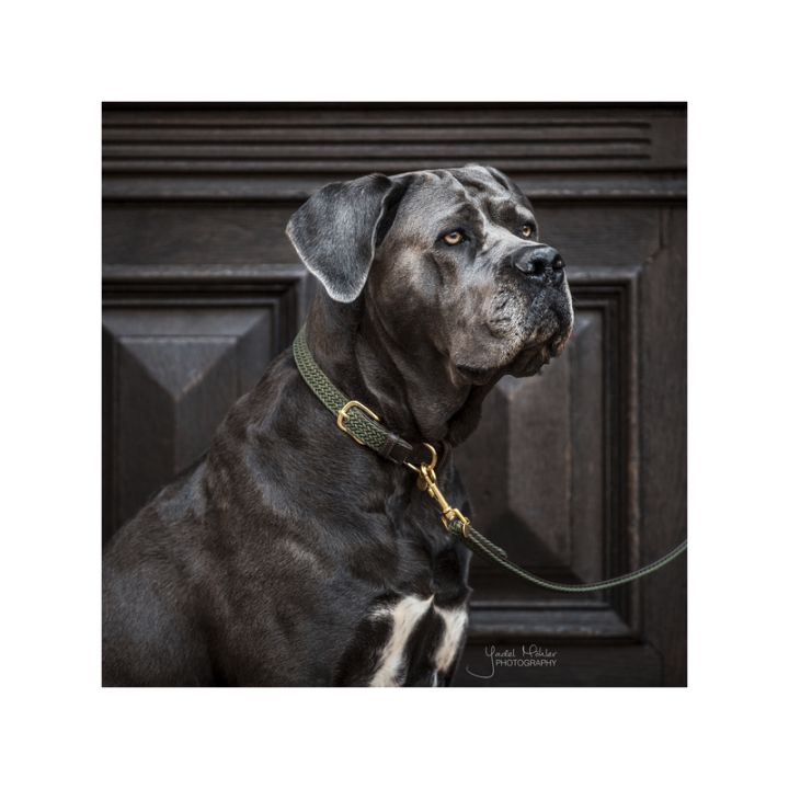 Laisse nylon tresse 1.2m