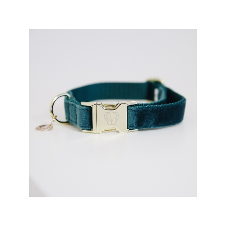 Collier pour chien velvet kentucky