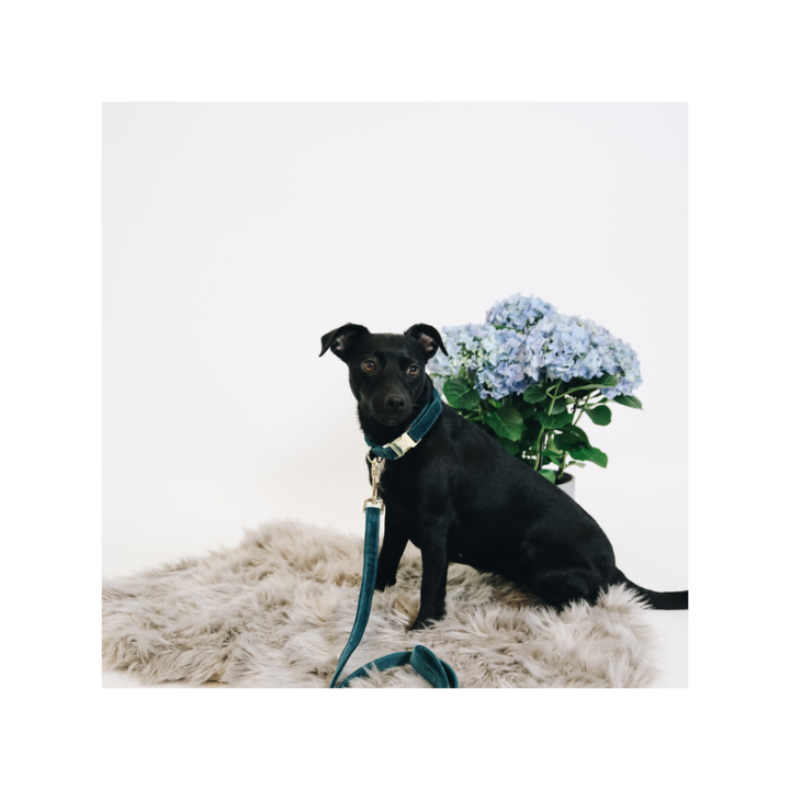 Collier pour chien velvet kentucky