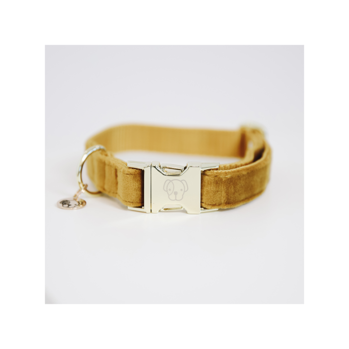 Collier pour chien velvet kentucky