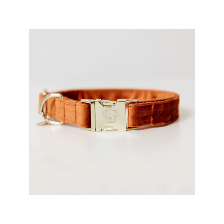 Collier pour chien velvet kentucky