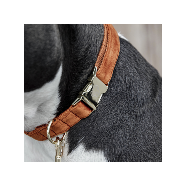 Collier pour chien velvet kentucky