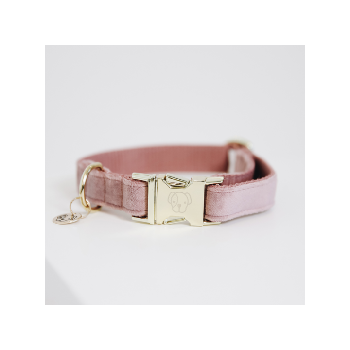 Collier pour chien velvet kentucky