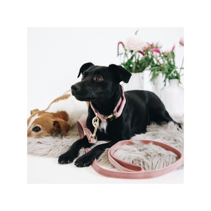 Collier pour chien velvet kentucky