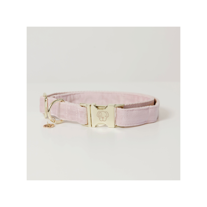 Collier pour chien velvet kentucky