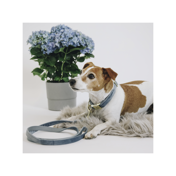 Laisse pour chien velvet 120cm
