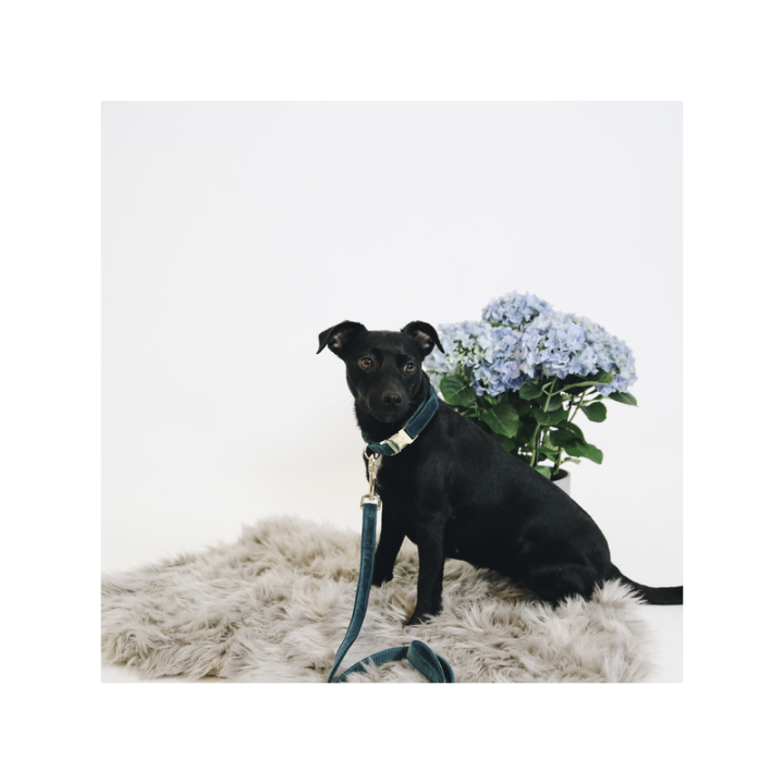 Laisse pour chien velvet 120cm