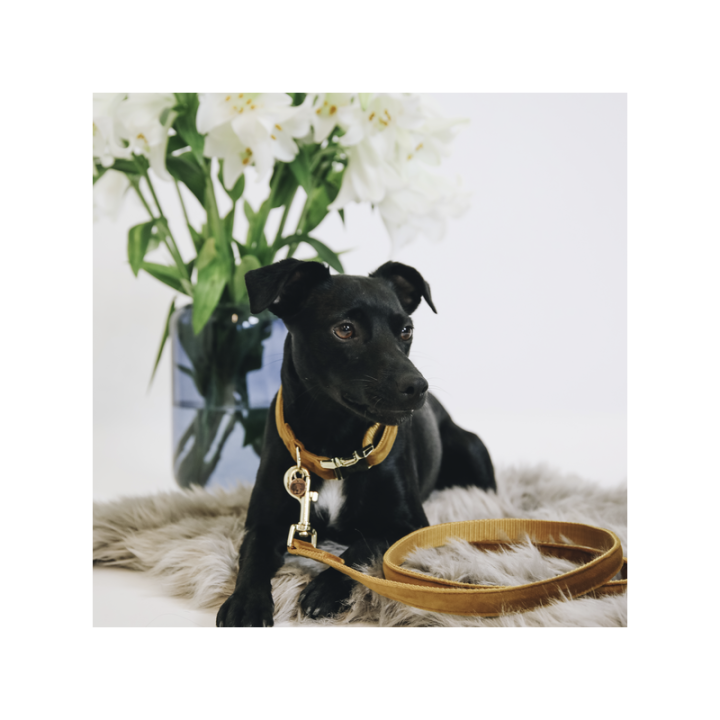 Laisse pour chien velvet 120cm