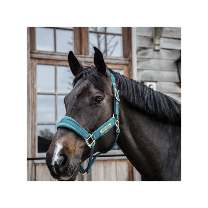 Licol velvet kentucky