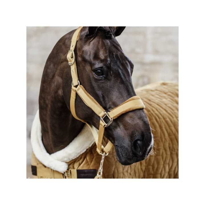 Licol velvet kentucky