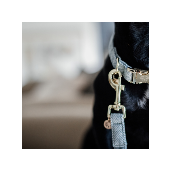 Collier pour chien wool