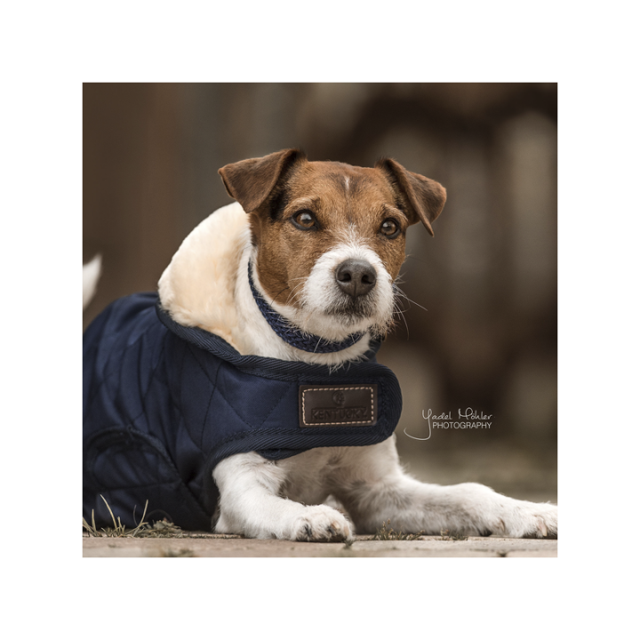 Manteau pour chien original kentucky