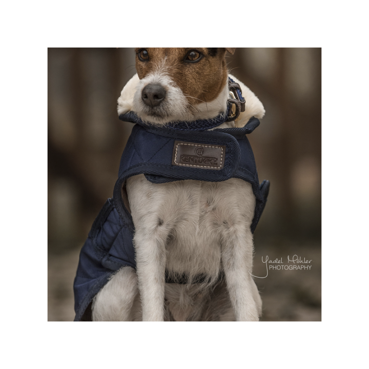 Manteau pour chien original kentucky