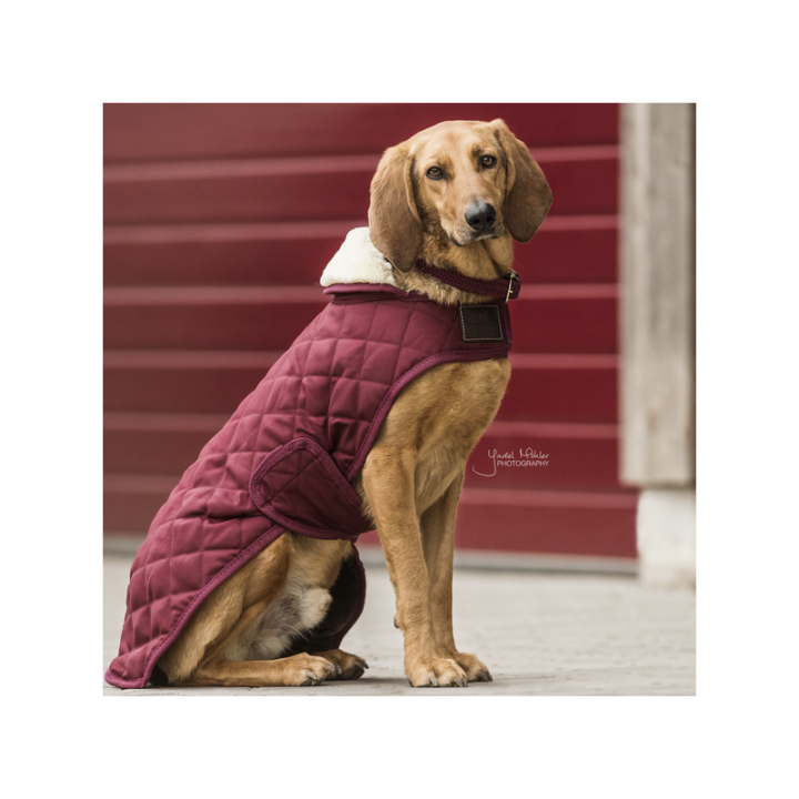 Manteau pour chien original kentucky