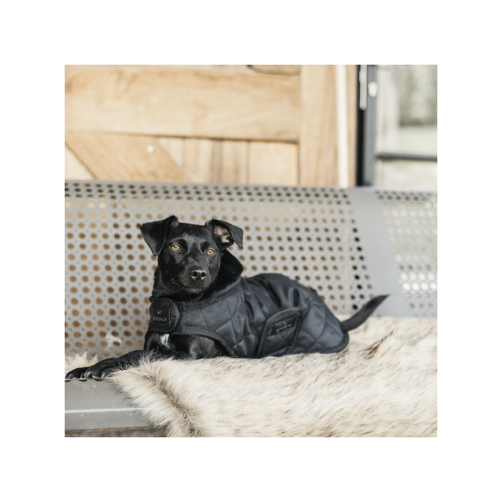 Manteau pour chien original kentucky