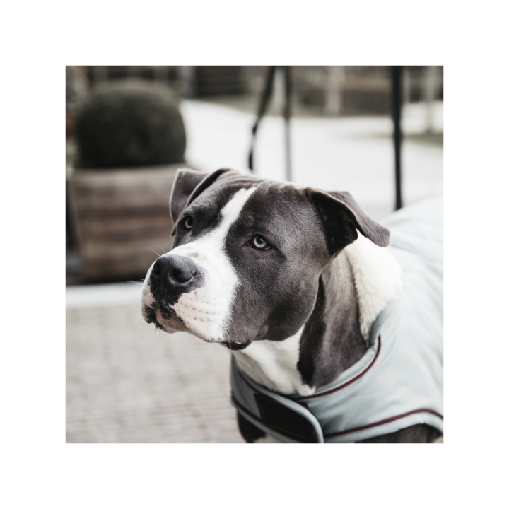 Manteau chien impermeable 160g